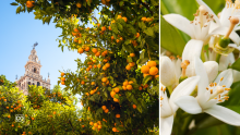 Español A1.36.2 El Jardín de los Naranjos en Sevilla